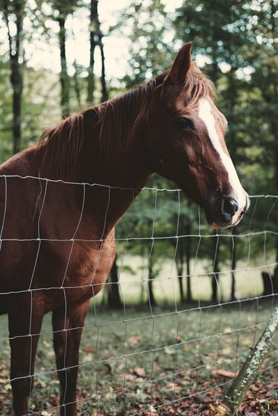 棕色的马在白天靠近不锈钢烤架